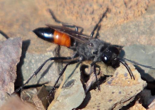 Sphecidae